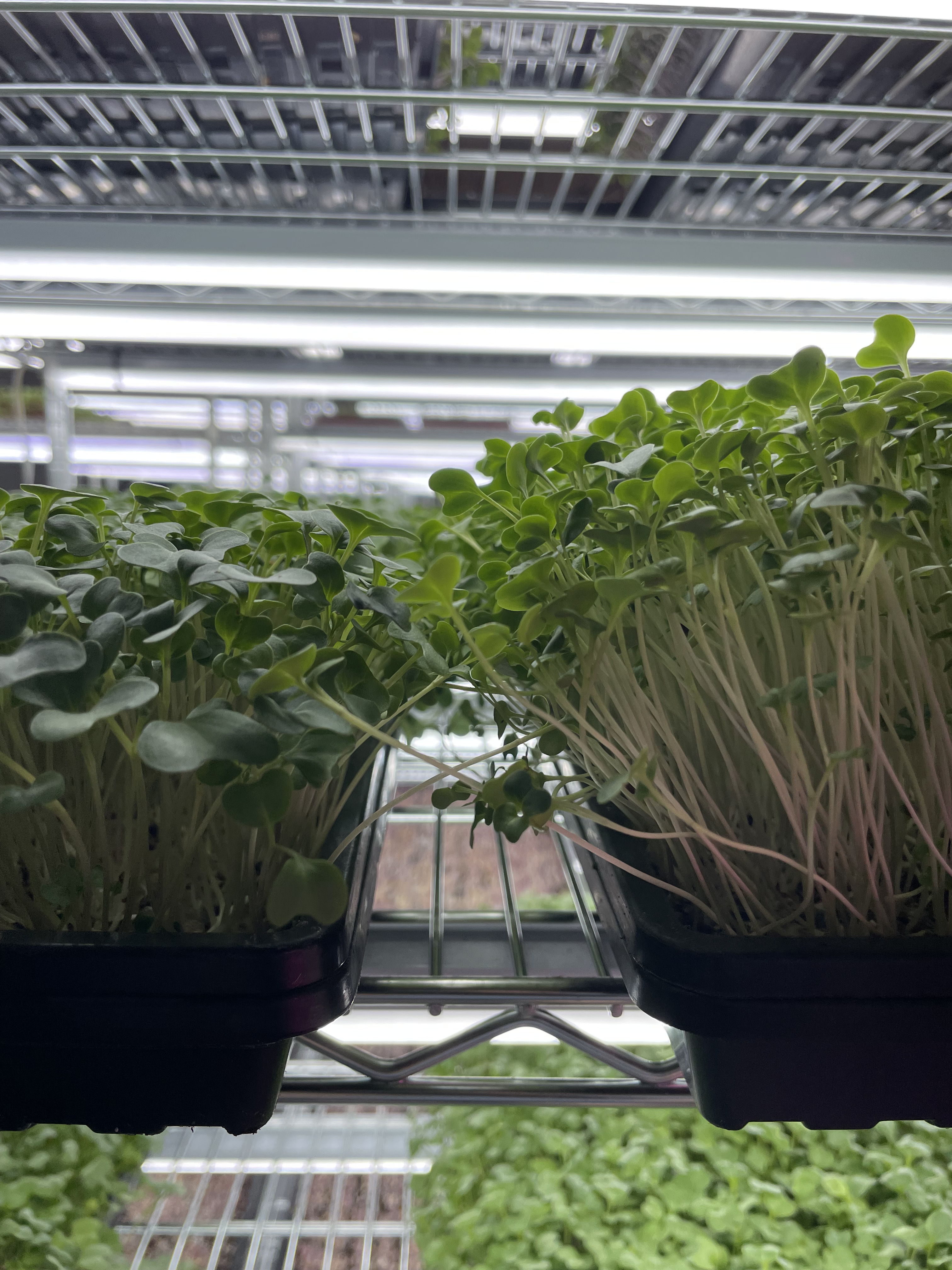 ReNu Terra Mat (Left) vs. Promix Soil (Right): Broccoli Height Difference