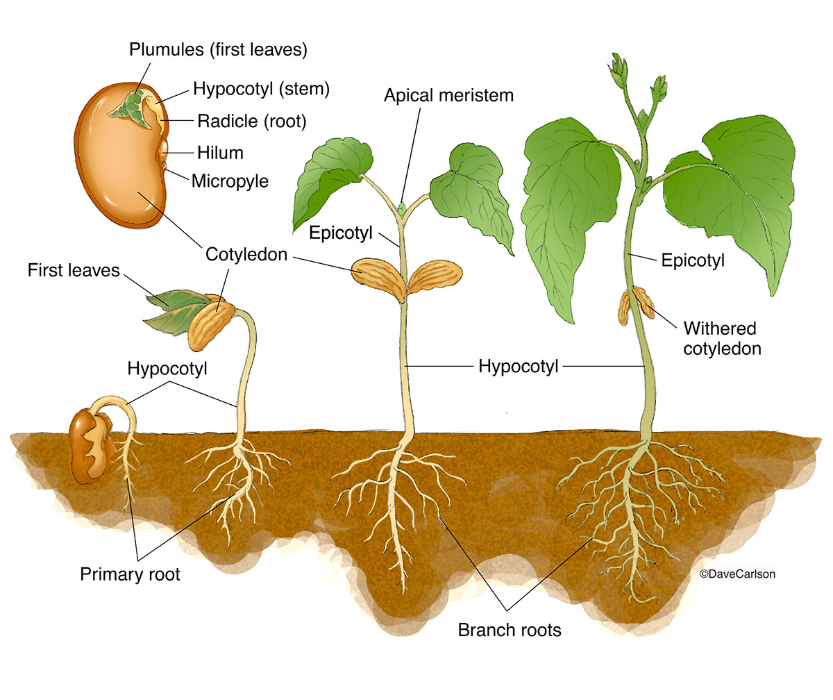 Basic Angiosperm Anatomy