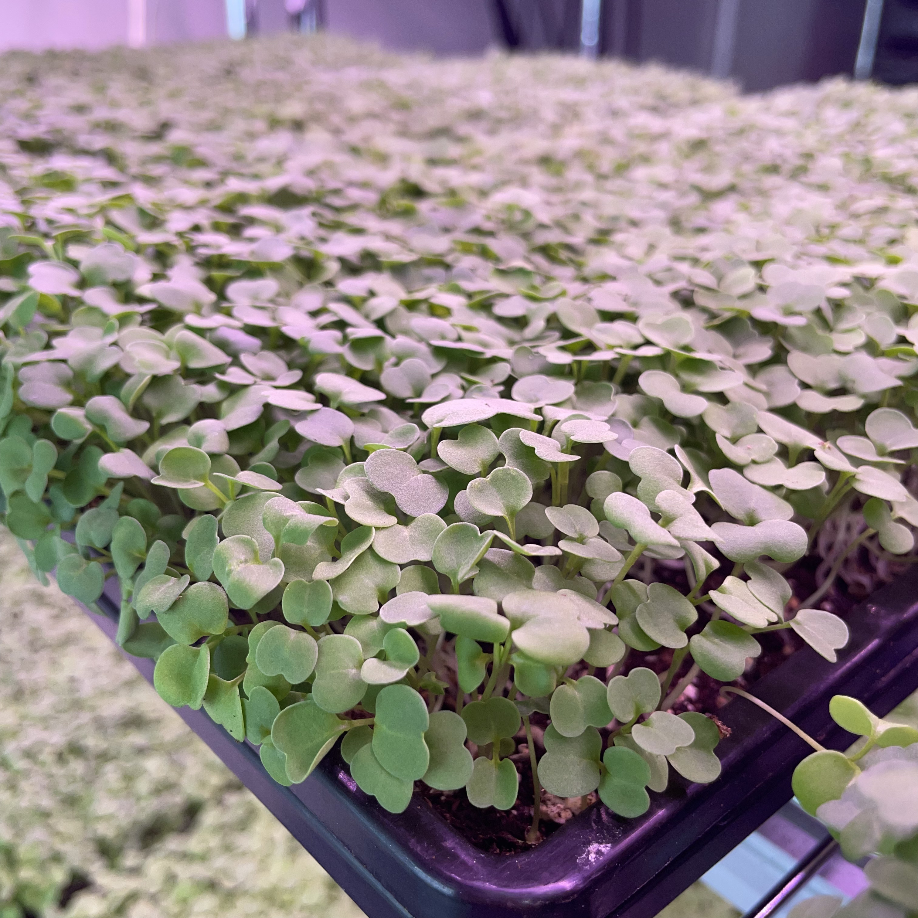 Arugula Microgreens: Day 8