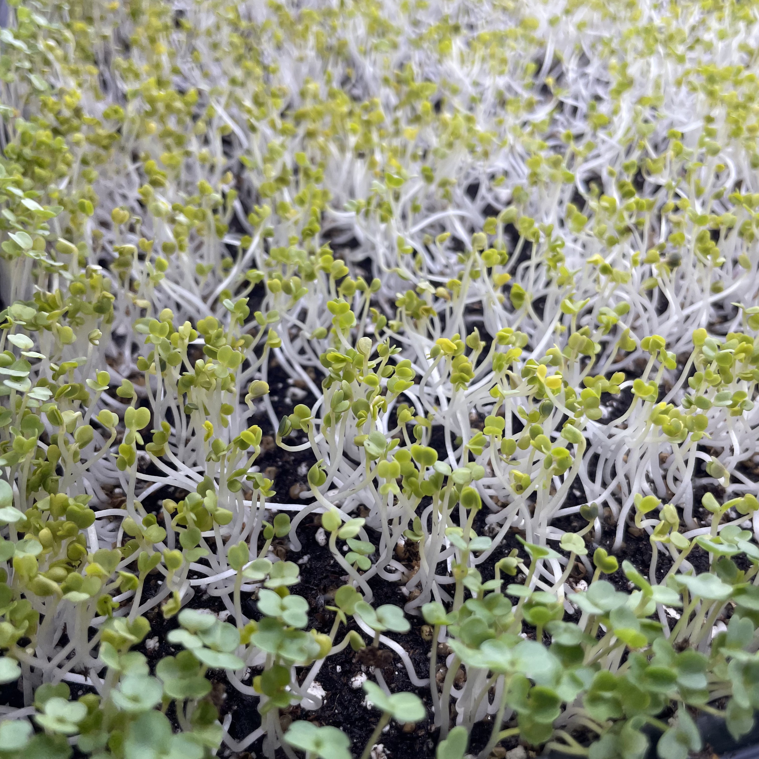 Arugula Microgreens: Day 3, Fresh Out of Germination