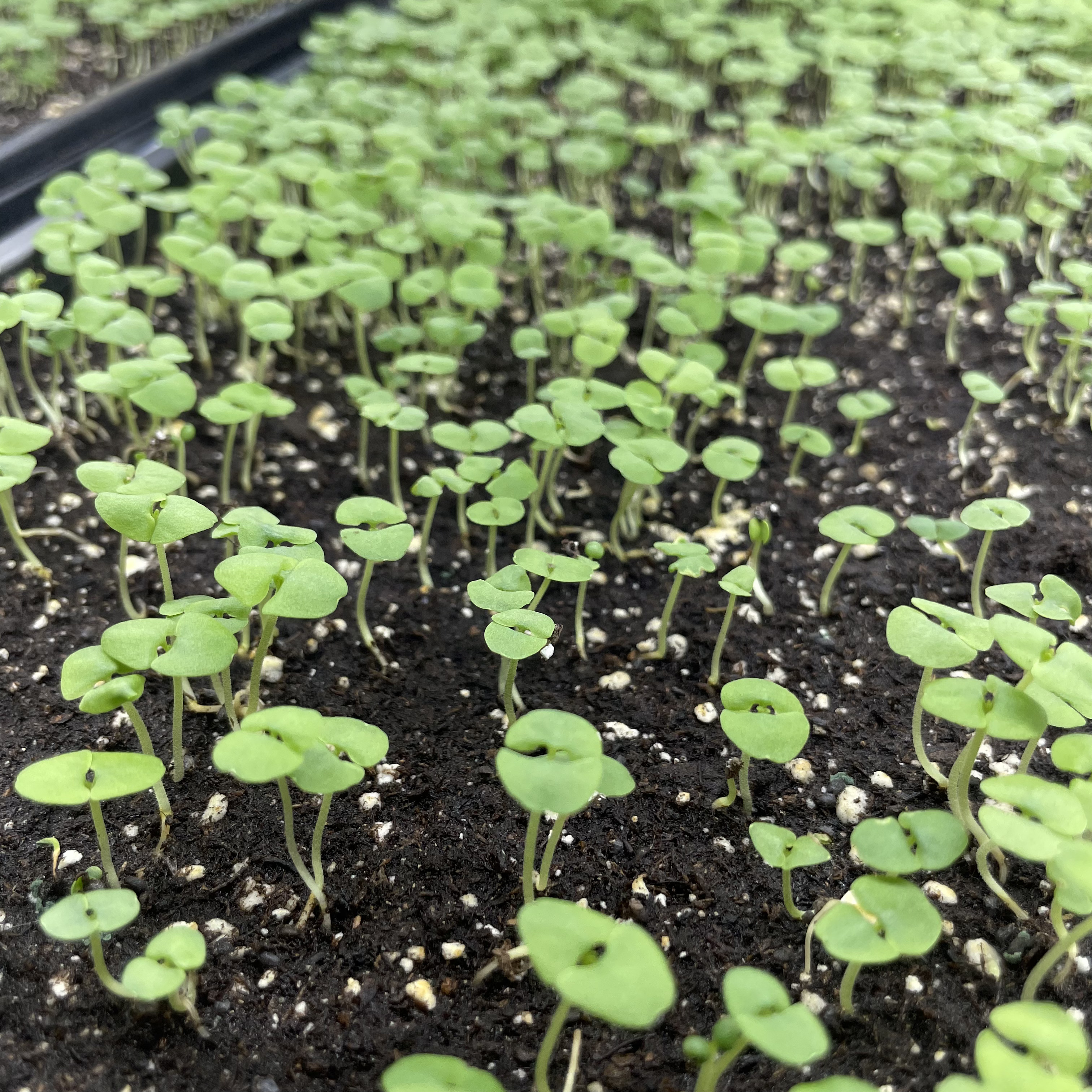 Genovese Basil Microgreens: Day 10