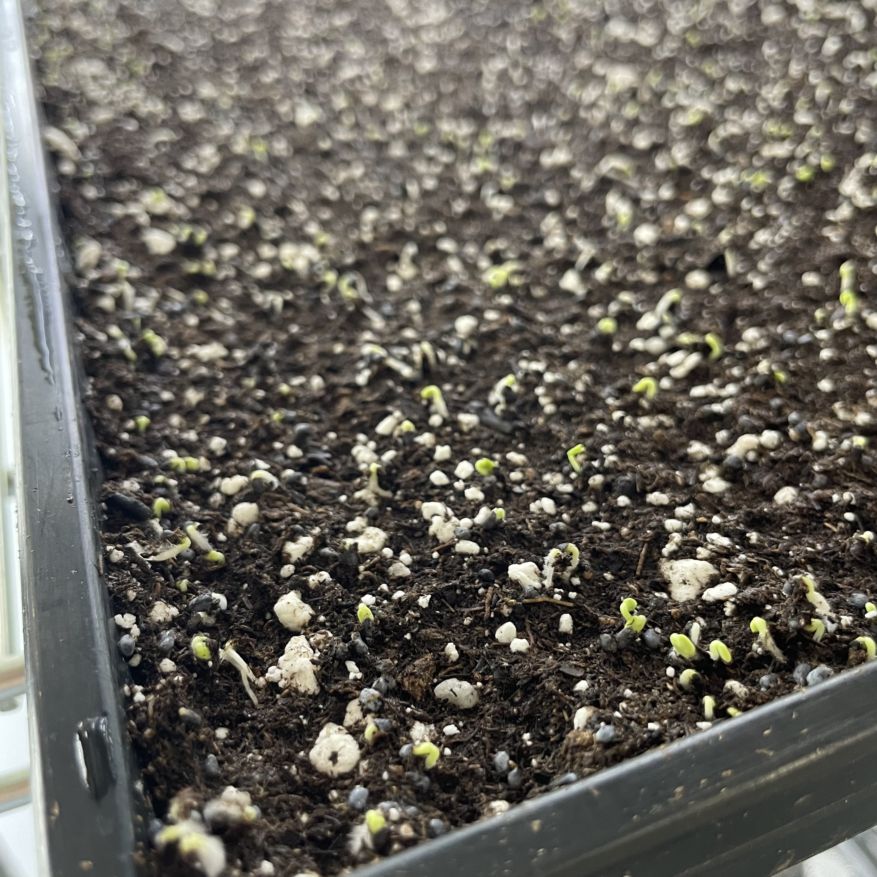 Genovese Basil in Germination: Day 4