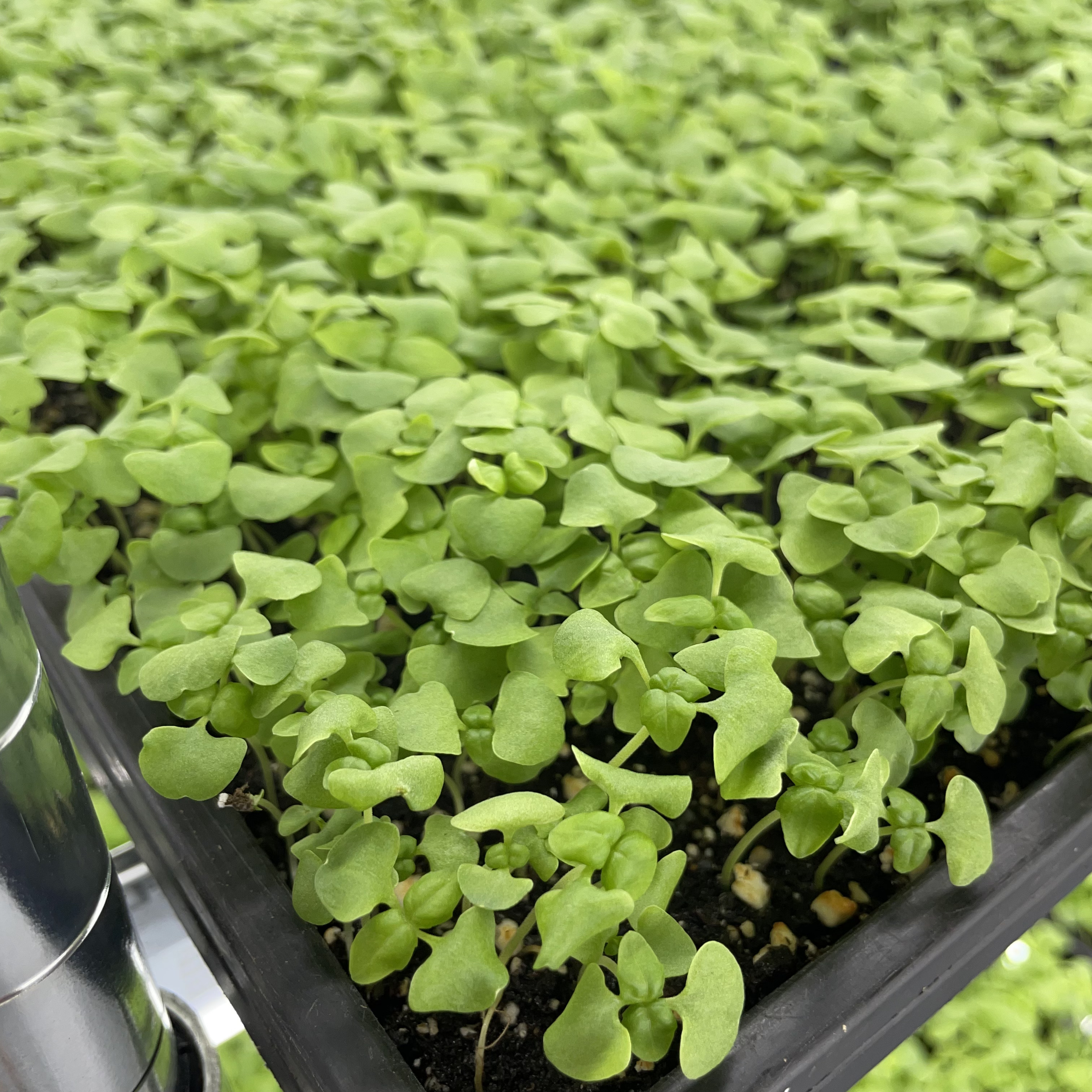 Genovese Basil Microgreens: Day 15