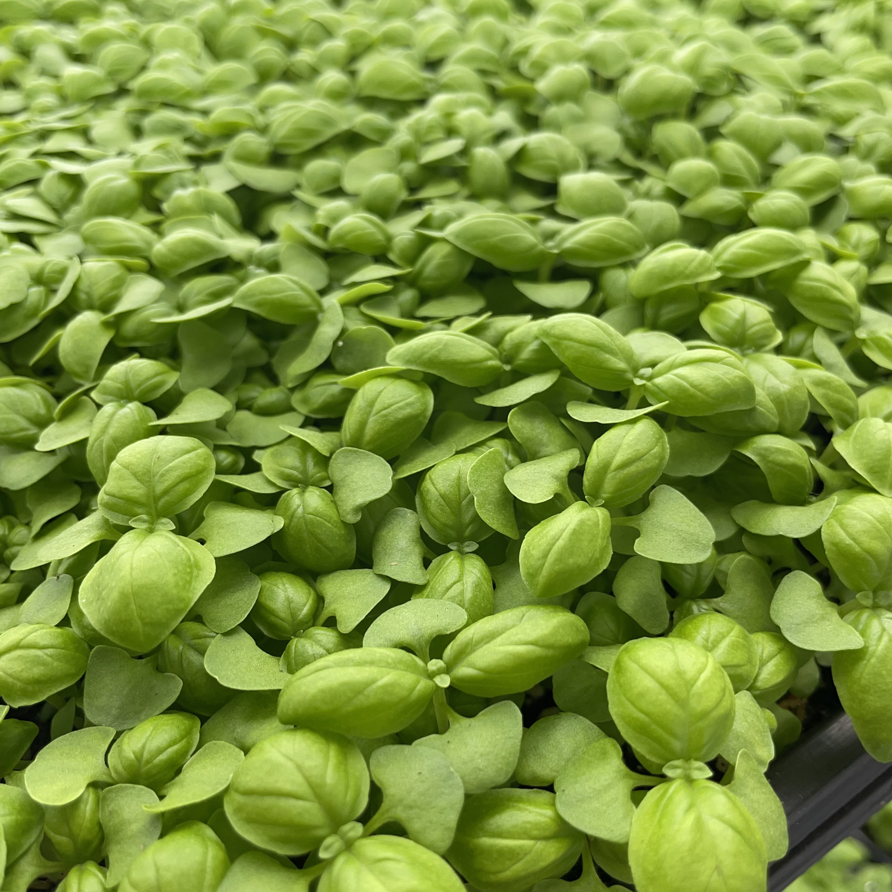 Genovese Basil Microgreens: Day 20