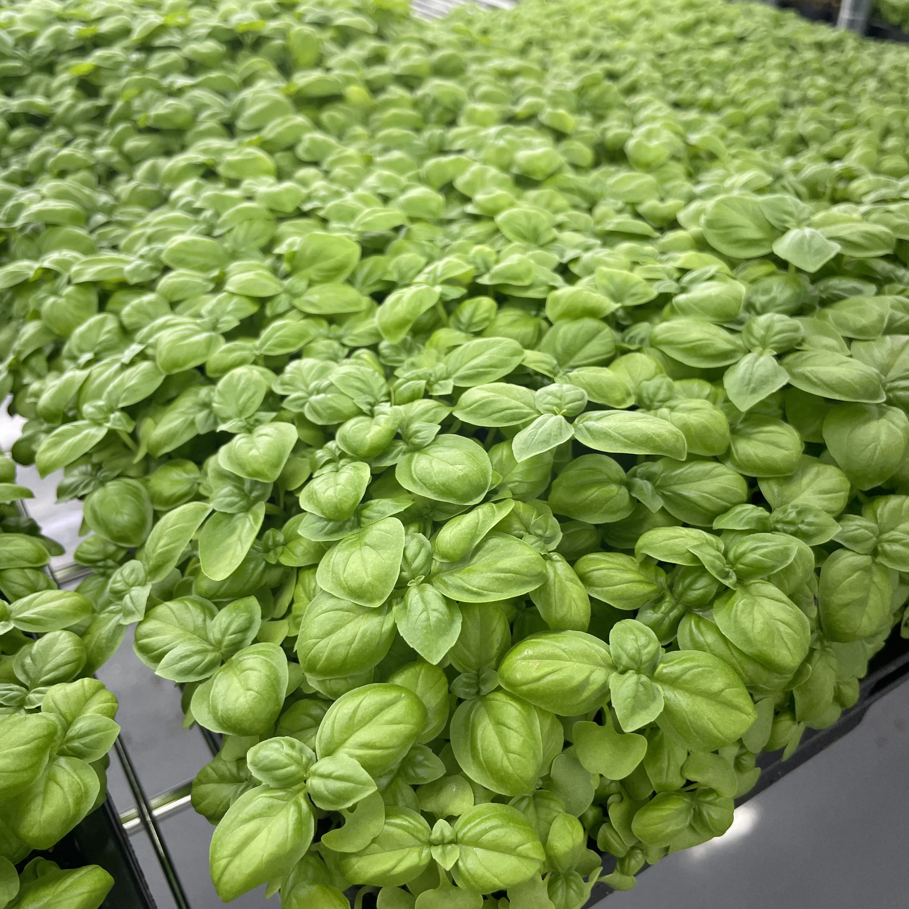 Genovese Basil Microgreens: Day 24, Ready for Harvest