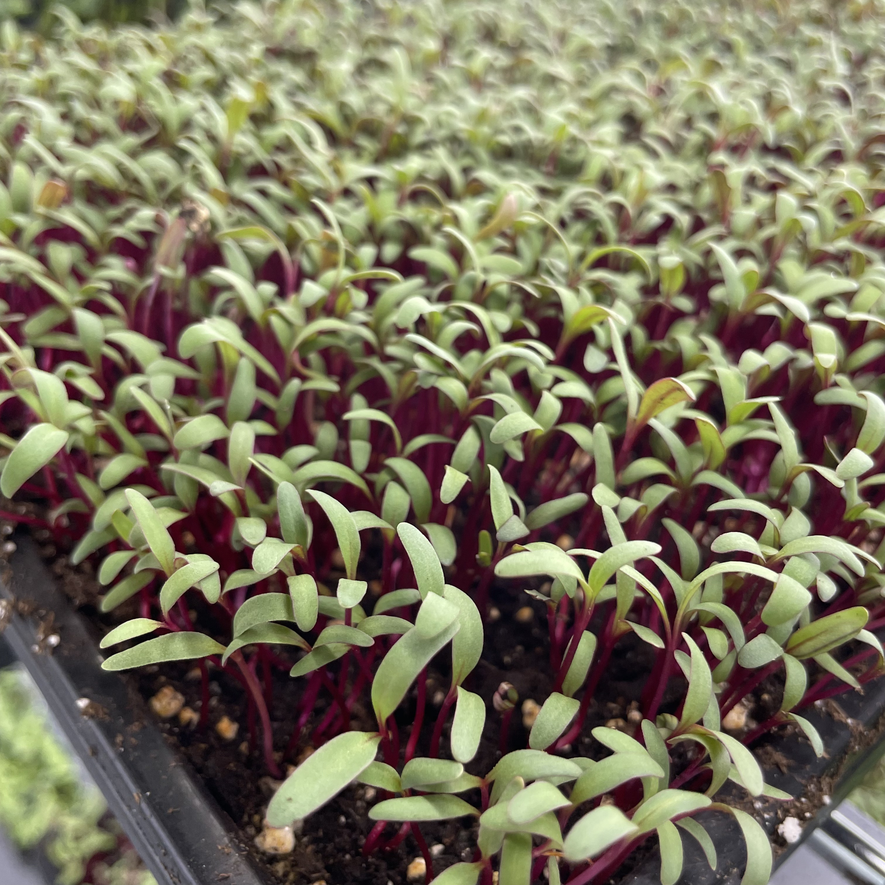 Ruby Beet Microgreens: Day 10