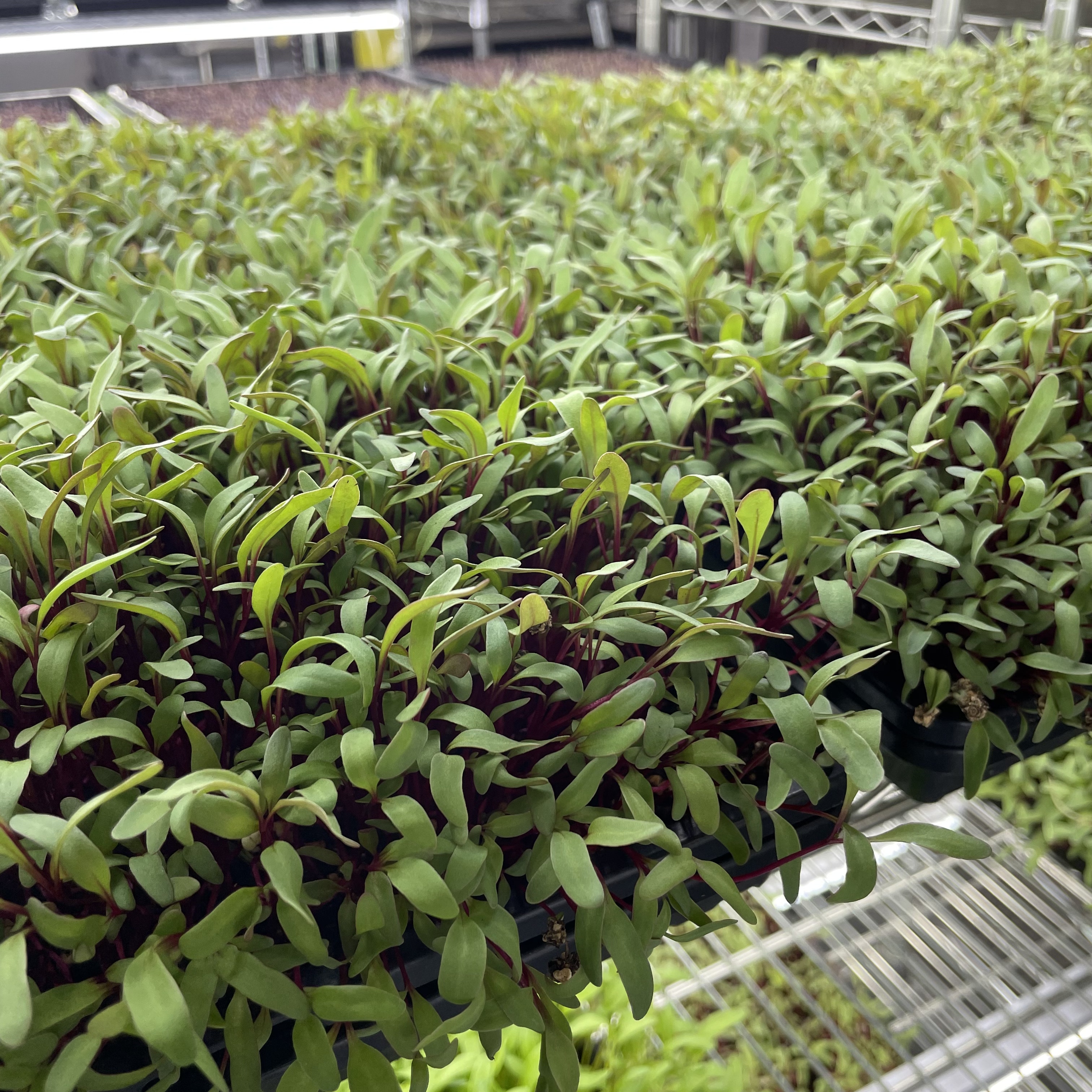 Ruby Beet Microgreens: Day 15, Ready for Harvest