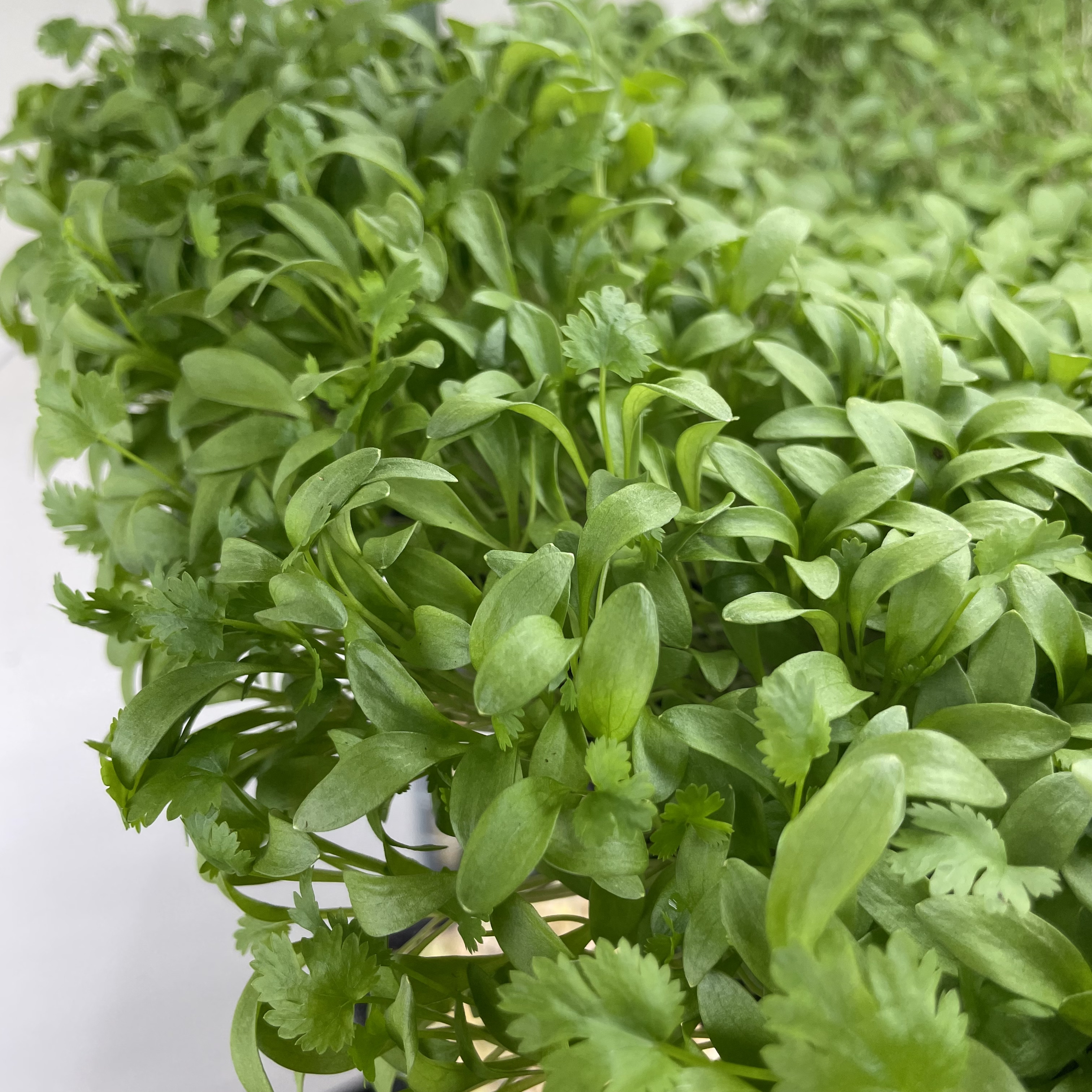 Cilantro Microgreens: Day 20, Harvest Stage with True Leaves