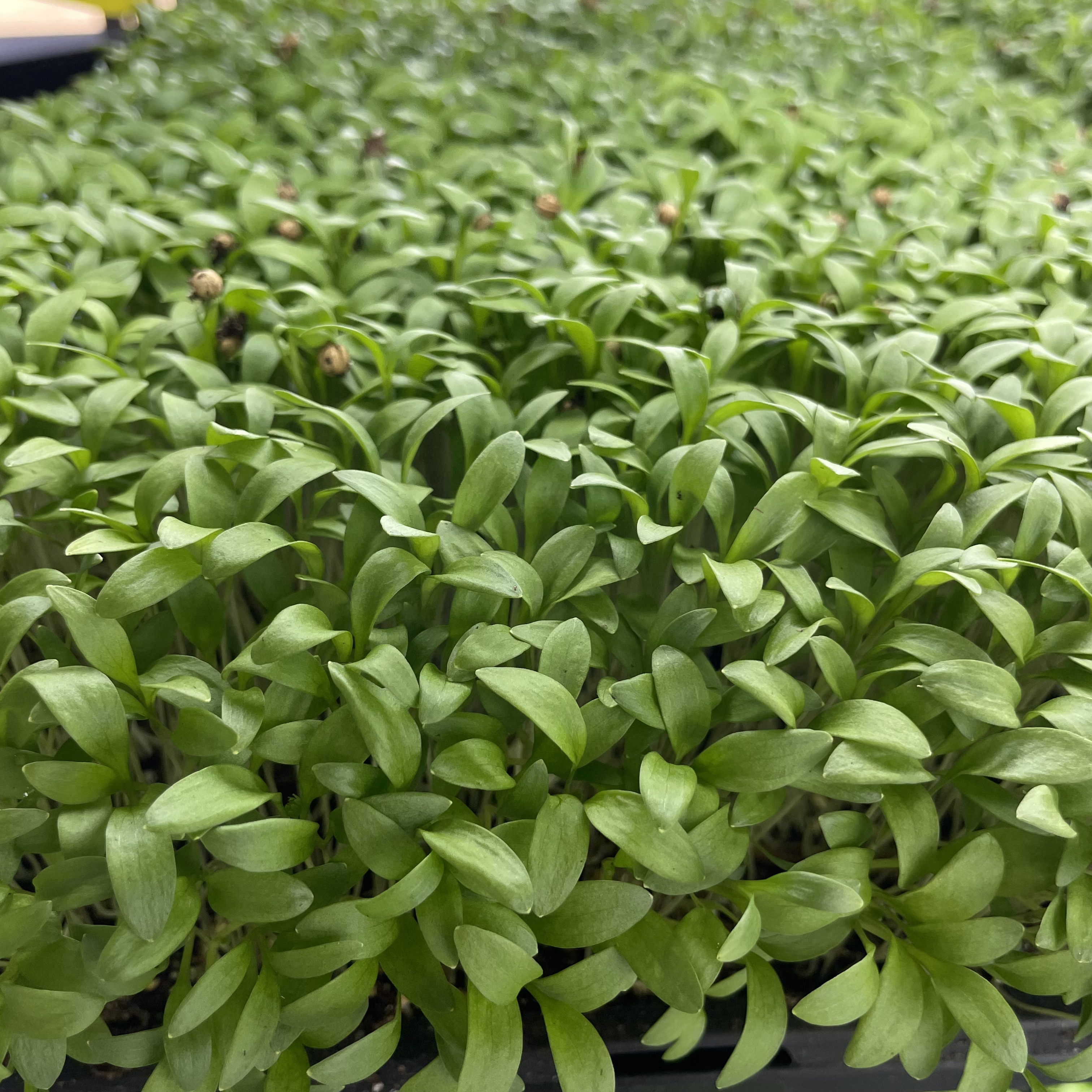 Cilantro Microgreens: Day 13, No True Leaves Yet