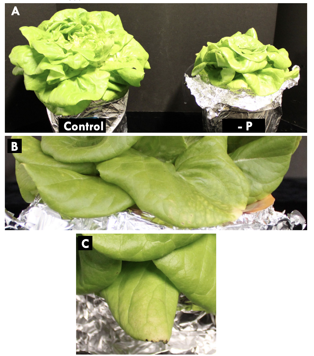 microgreen-plant-nutrients-and-fertilizer-labels-10f385d9-9ad4-80ae-8ff4-db9ec9b4cb60.png