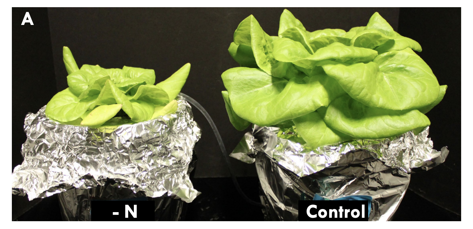microgreen-plant-nutrients-and-fertilizer-labels-22be390f-3c99-814e-a78a-f02253b9acea.png
