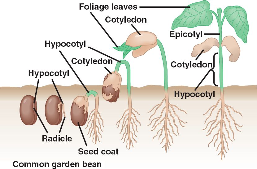 Diagram of sprout lifecycle