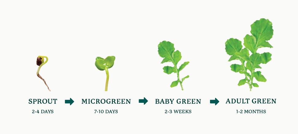 microgreens-versus-sprouts-112385d9-9ad4-80ec-b59b-ea0eb73086c8.png