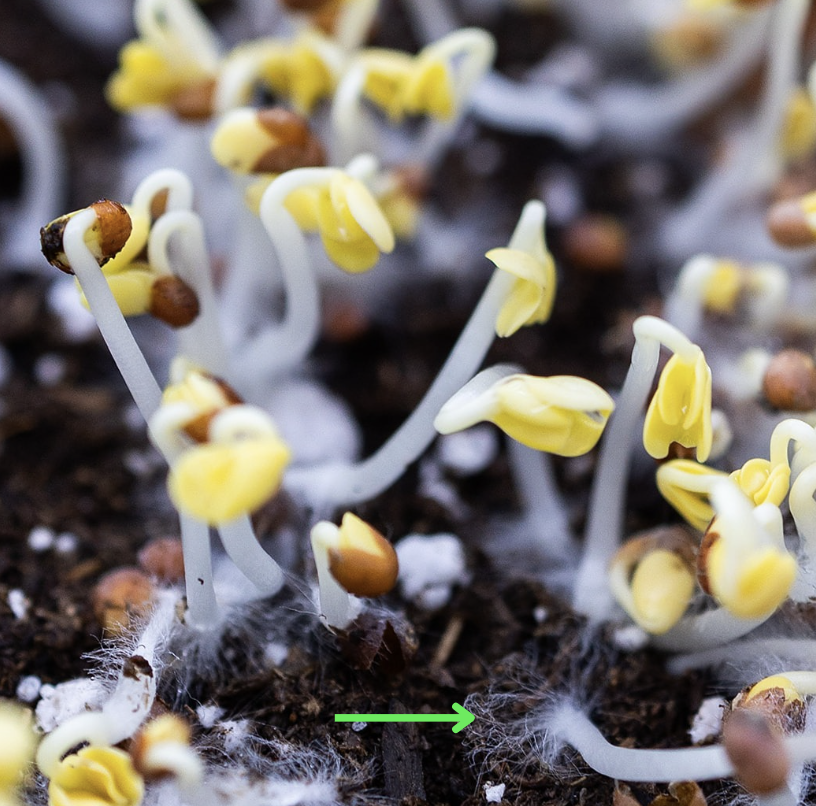 Broccoli Root Hairs