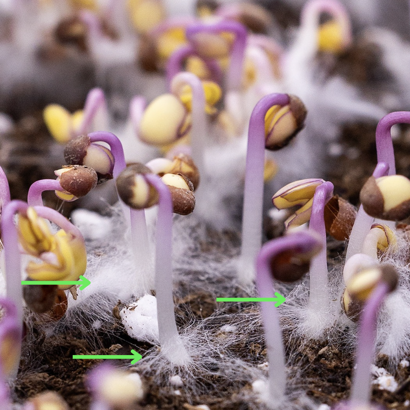 Cabbage Root Hairs
