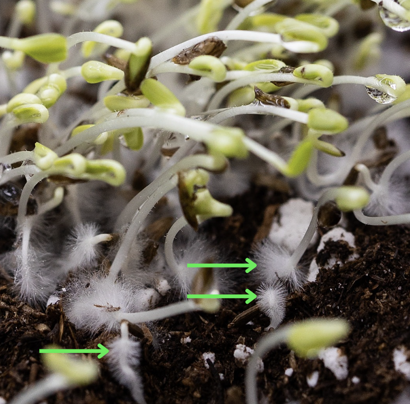 Lettuce Root Hairs