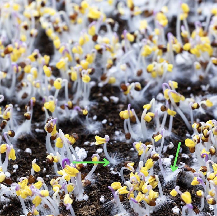 Kohlrabi Root Hairs