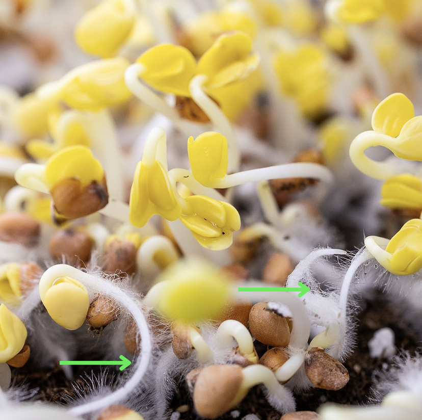 Radish Root Hairs