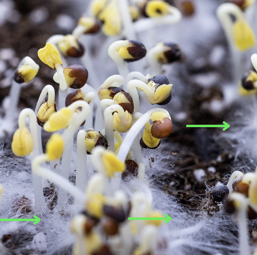 Kale Root Hairs