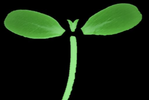 SeedLeaf logo SeedLeaf logo