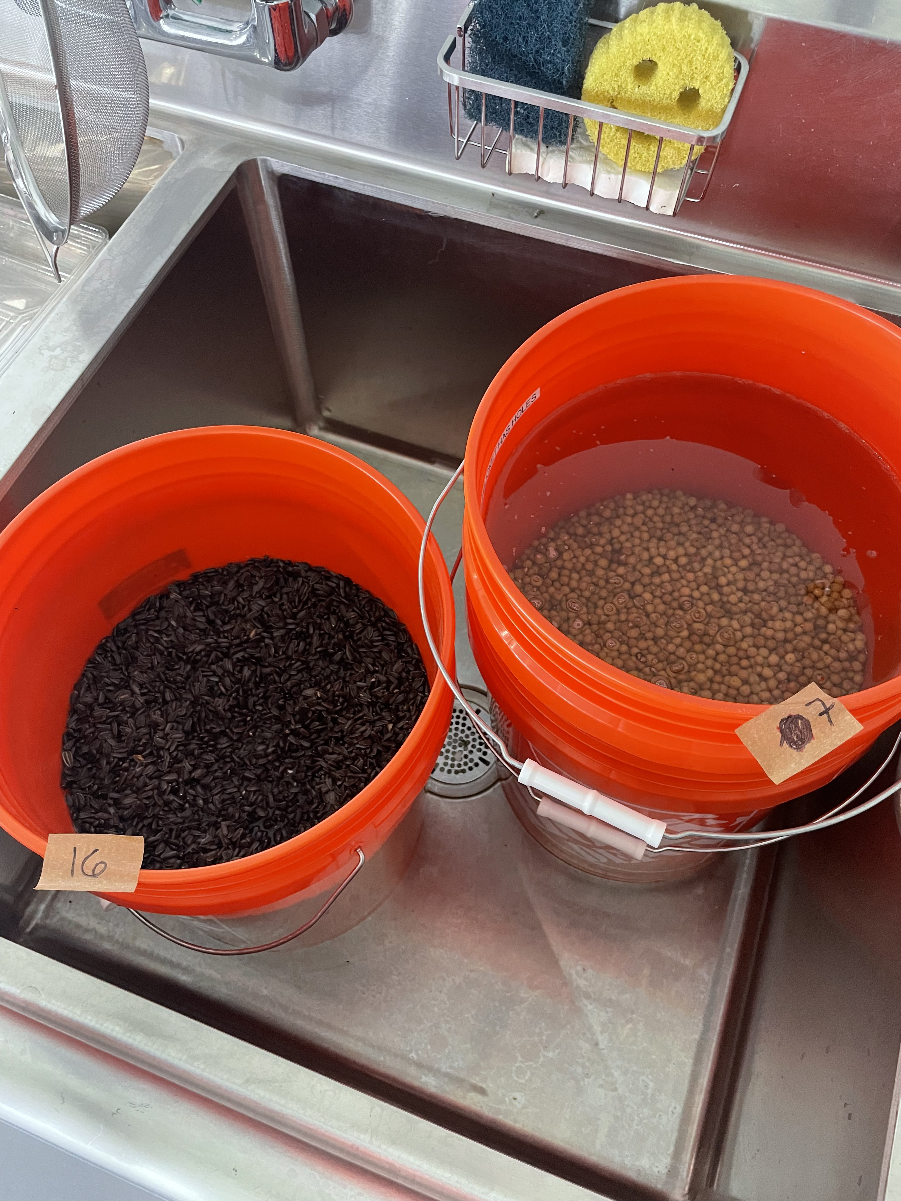 The Double Bucket System: Sunflower & Tendril Peas Soaking