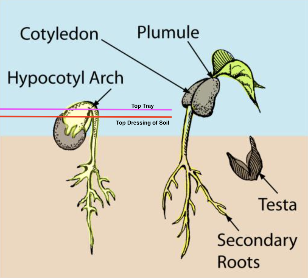 Diagram of Germinating Seedling